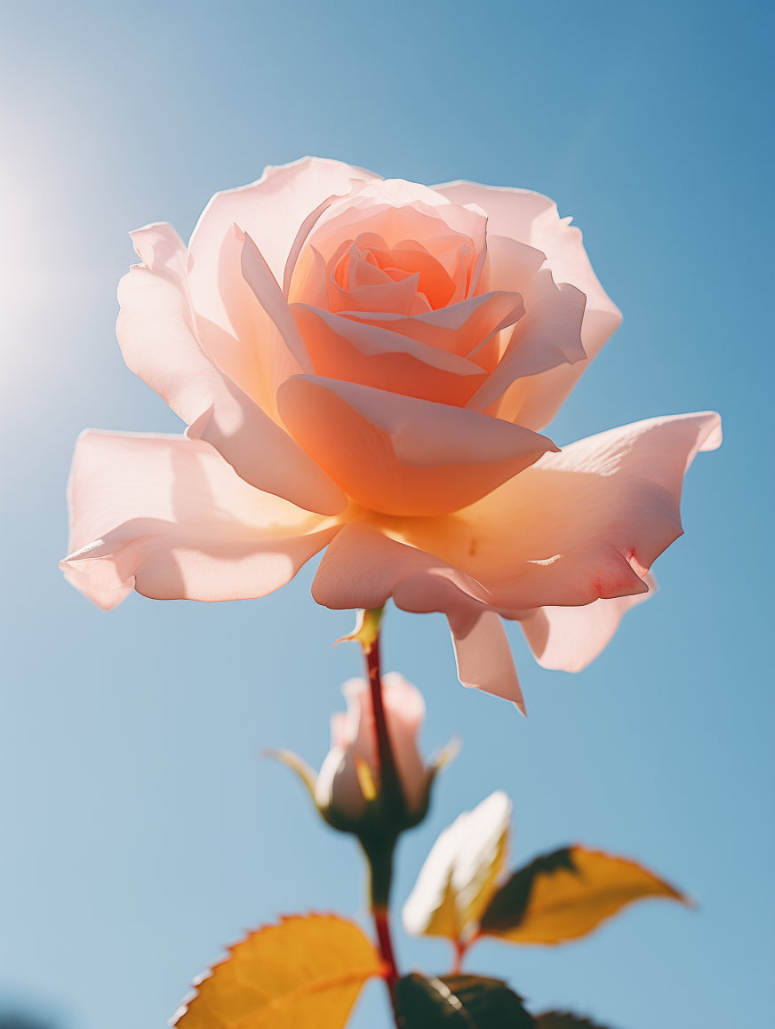Roses