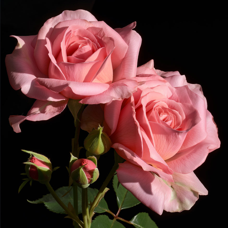 Roses